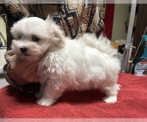 Maltese Puppy for sale in CANONSBURG, PA, USA