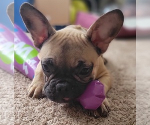 French Bulldog Puppy for sale in TAMPA, FL, USA