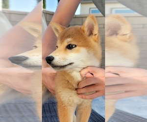 Shiba Inu Puppy for sale in CHINO HILLS, CA, USA