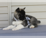 Small Photo #1 Akita Puppy For Sale in FRESNO, OH, USA
