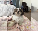 Small #1 Shih Tzu