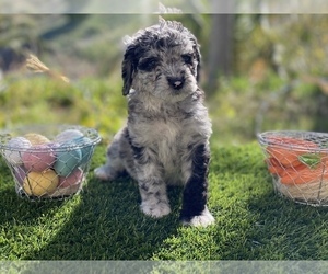 Bernese Mountain Dog-Doodle Mix Puppy for sale in LAKE ELSINORE, CA, USA