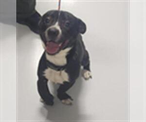 Staffordshire Bull Terrier-Unknown Mix Dogs for adoption in Temple, TX, USA