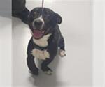 Small Staffordshire Bull Terrier Mix