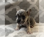 Small #2 French Bulldog