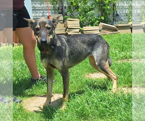 Medium Photo #4 Mutt Puppy For Sale in Wetumpka, AL, USA