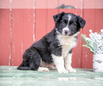Puppy Gadget Border Collie-English Shepherd Mix