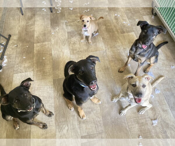 Medium Photo #4 German Shepherd Dog-Unknown Mix Puppy For Sale in San Diego, CA, USA