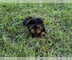 Small #3 Morkie