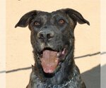 Small #4 Mastiff Mix