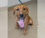 Small Photo #2 Labrador Retriever-Unknown Mix Puppy For Sale in Decatur, IL, USA