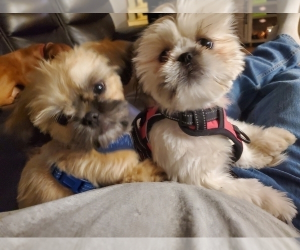 Medium Photo #6 Shih Tzu Puppy For Sale in NEW YORK MILLS, MN, USA
