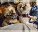 Small Photo #6 Shih Tzu Puppy For Sale in NEW YORK MILLS, MN, USA