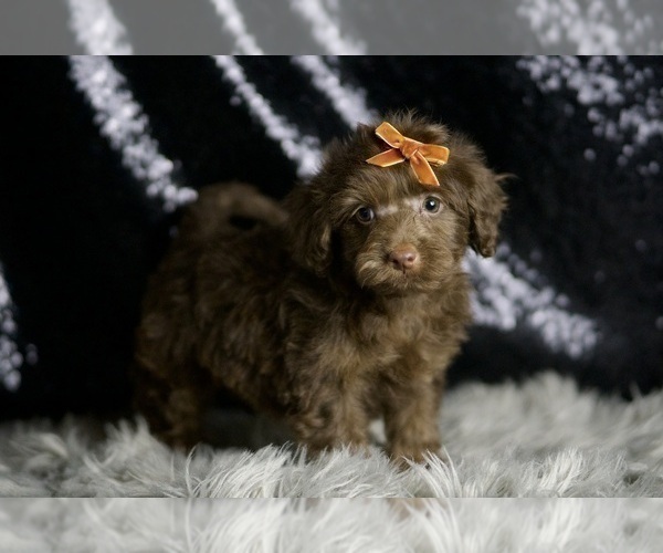 Medium Photo #5 YorkiePoo Puppy For Sale in WARSAW, IN, USA