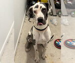 Small #1 Great Dane