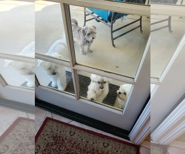 Medium Photo #8 Maltese-Unknown Mix Puppy For Sale in Escondido, CA, USA