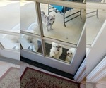 Small #7 Maltese Mix