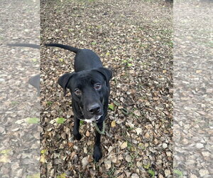 Lucky - Male Mutt Dog for Adoption - Photo #2