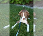 Small #15 American Pit Bull Terrier-Pointer Mix