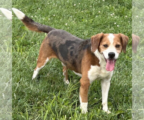 Medium Photo #2 Beagle-Unknown Mix Puppy For Sale in Batavia, OH, USA