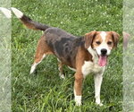 Small #1 Beagle Mix