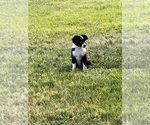 Puppy Puppy 1 Miniature Australian Shepherd