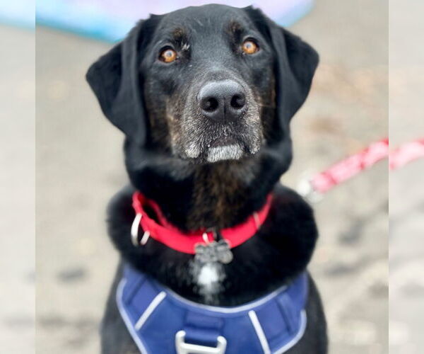 Medium Photo #6 Labrador Retriever-Unknown Mix Puppy For Sale in Canton, CT, USA