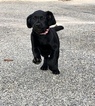 Small Photo #20 Goldmaraner Puppy For Sale in VALDOSTA, GA, USA