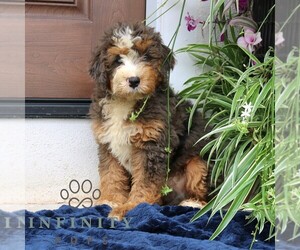 Bernedoodle (Miniature) Puppy for sale in NARVON, PA, USA