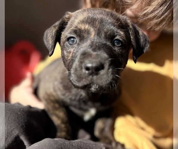 Medium Photo #1 Mastiff-Unknown Mix Puppy For Sale in Dana Point, CA, USA