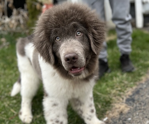 Medium Photo #1 Newfoundland Puppy For Sale in MONROETON, PA, USA