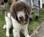 Small Photo #1 Newfoundland Puppy For Sale in MONROETON, PA, USA