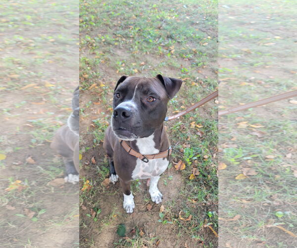 Medium Photo #9 Bullboxer Pit Puppy For Sale in Oakhurst, NJ, USA