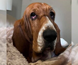 Basset Hound Dogs for adoption in Deepwater, NJ, USA
