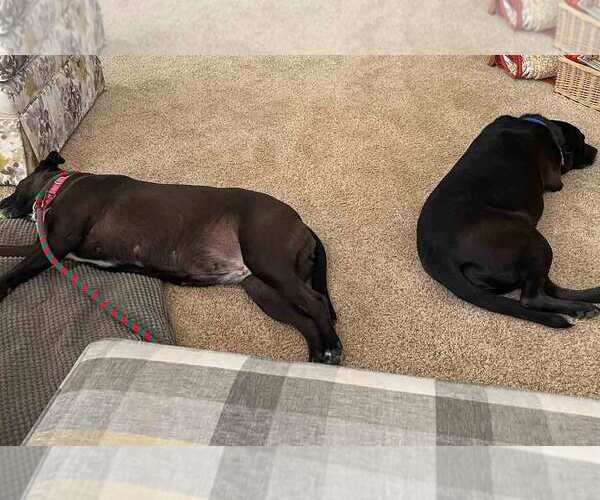 Medium Photo #10 Labrador Retriever-Unknown Mix Puppy For Sale in Kennesaw, GA, USA