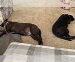 Small #9 Labrador Retriever Mix