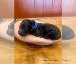 Small Photo #2 Poodle (Miniature) Puppy For Sale in SEDALIA, MO, USA
