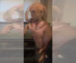 Puppy Puppy 4 Dachshund