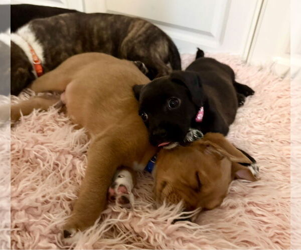 Medium Photo #17 Mutt Puppy For Sale in Houston, TX, USA