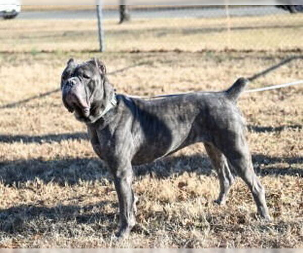 Medium Photo #2 Mutt Puppy For Sale in Glen Allen, VA, USA