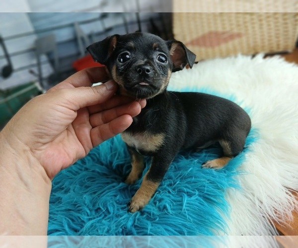 Medium Photo #3 Chihuahua Puppy For Sale in CARTHAGE, TX, USA