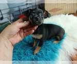 Small #2 Chihuahua