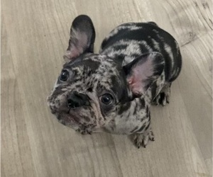 French Bulldog Puppy for sale in ORLANDO, FL, USA