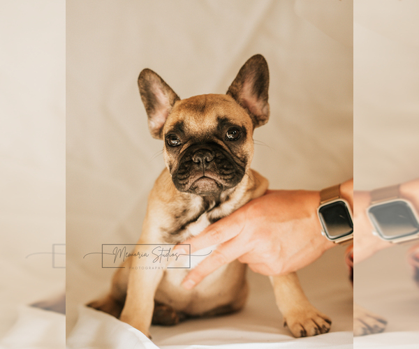 Medium Photo #8 French Bulldog Puppy For Sale in FAIRFIELD, CA, USA