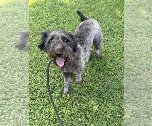 Medium Photo #2 Poodle (Miniature)-Unknown Mix Puppy For Sale in Westwood, NJ, USA