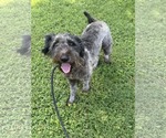 Small #1 Poodle (Miniature) Mix