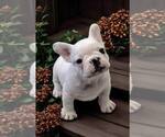 Small Photo #4 French Bulldog Puppy For Sale in WILDOMAR, CA, USA