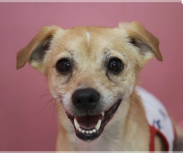 Medium Photo #1 Mutt Puppy For Sale in San Ramon, CA, USA