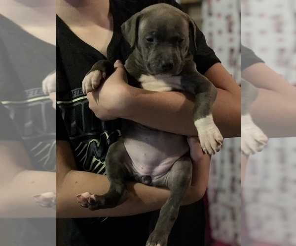 Medium Photo #1 American Staffordshire Terrier Puppy For Sale in SIOUX FALLS, SD, USA
