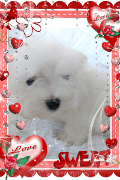 Medium Photo #4 Maltese Puppy For Sale in DOUGLAS, GA, USA
